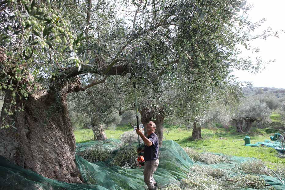 Στη συνέχεια, οι σχολαστικά επιλεγµένες ελιές µεταφέρονται στο ελαιοτριβείο. Αλέθονται µέσα σε λίγες ώρες, ώστε να επιτευχθεί η υψηλότερη δυνατή ποιότητα και να παραχθεί ο χυµός της ελιάς.