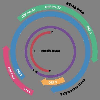 Vírus Hepatitídy B genóm HBV mínus vlákno tvorí takmer úplný kruh, na 5 konci