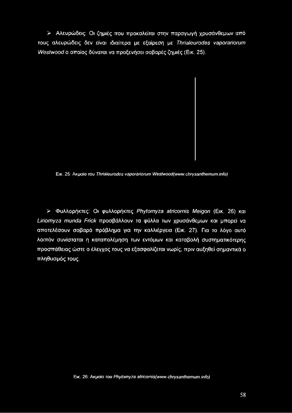 > Αλευρώδεις: Οι ζημιές που προκαλείται στην παραγωγή χρυσάνθεμων από τους αλευρώδεις δεν είναι ιδιαίτερα με εξαίρεση με