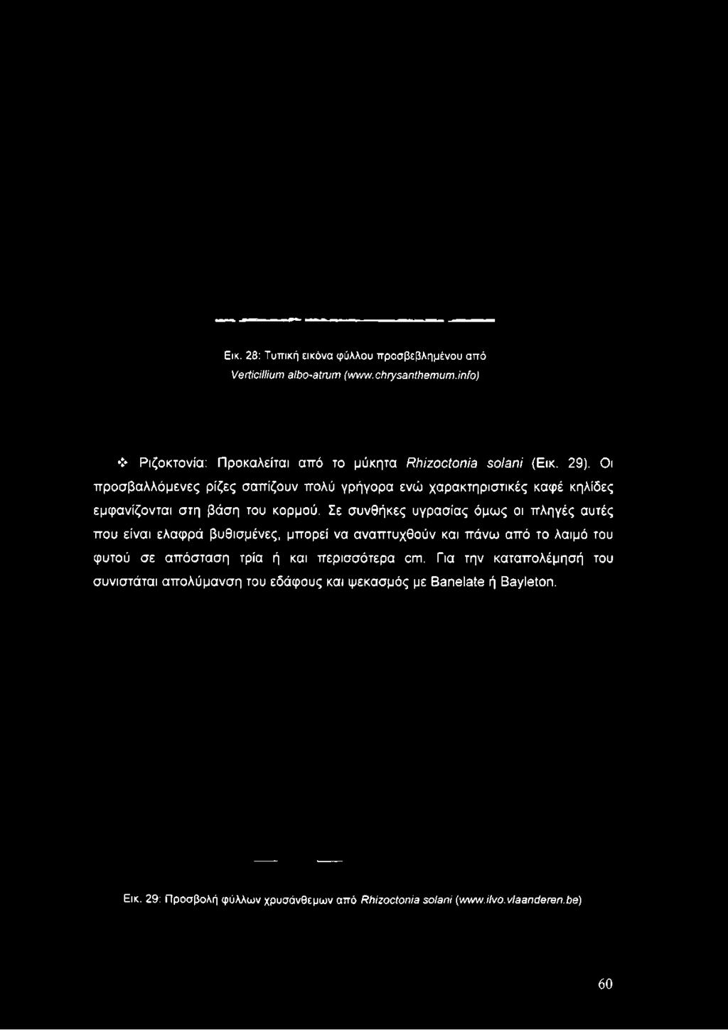 info) Ριζοκτονία: Προκαλείται από το μύκητα Rhizoctonia solani (Εικ. 29).