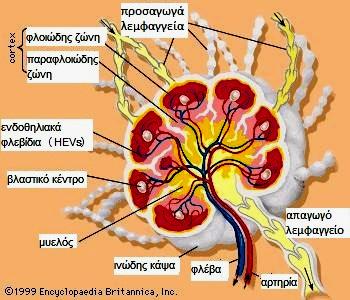 ΔΙΔΑΚΤΟΡΙΚΗ ΔΙΑΤΡΙΒΗ Η μυελώδης ουσία εκτός από τις δοκίδες της ινώδους κάψας περιέχει μυελώδεις δοκίδες που αναστομώνονται μεταξύ τους δημιουργώντας τους μυελώδεις λεμφόκολπους.