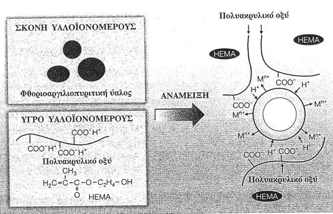 α) Με την έναρξη της ανάμειξης σκόνης/υγρού ξεκινά η αντίδραση βάσης-οξέος για το σχηματισμό των πολυκαρβοξυλικών αλάτων (McLean 1992).