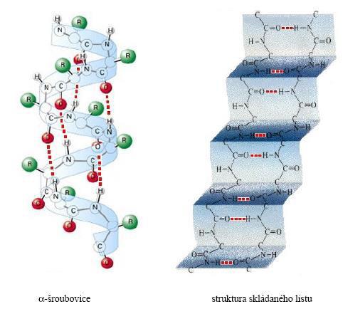 Schéma transaminácie je to reakcia aminokyseliny s o ok seli ou, pričo si avzájo v e ia uhľovodíkové zv šk : 1 + 2 2 2 N 2 N aminokyselina oxokyselina + 1 VZNIK PEPTIDVEJ VÄZBY Pri vzniku peptidovej