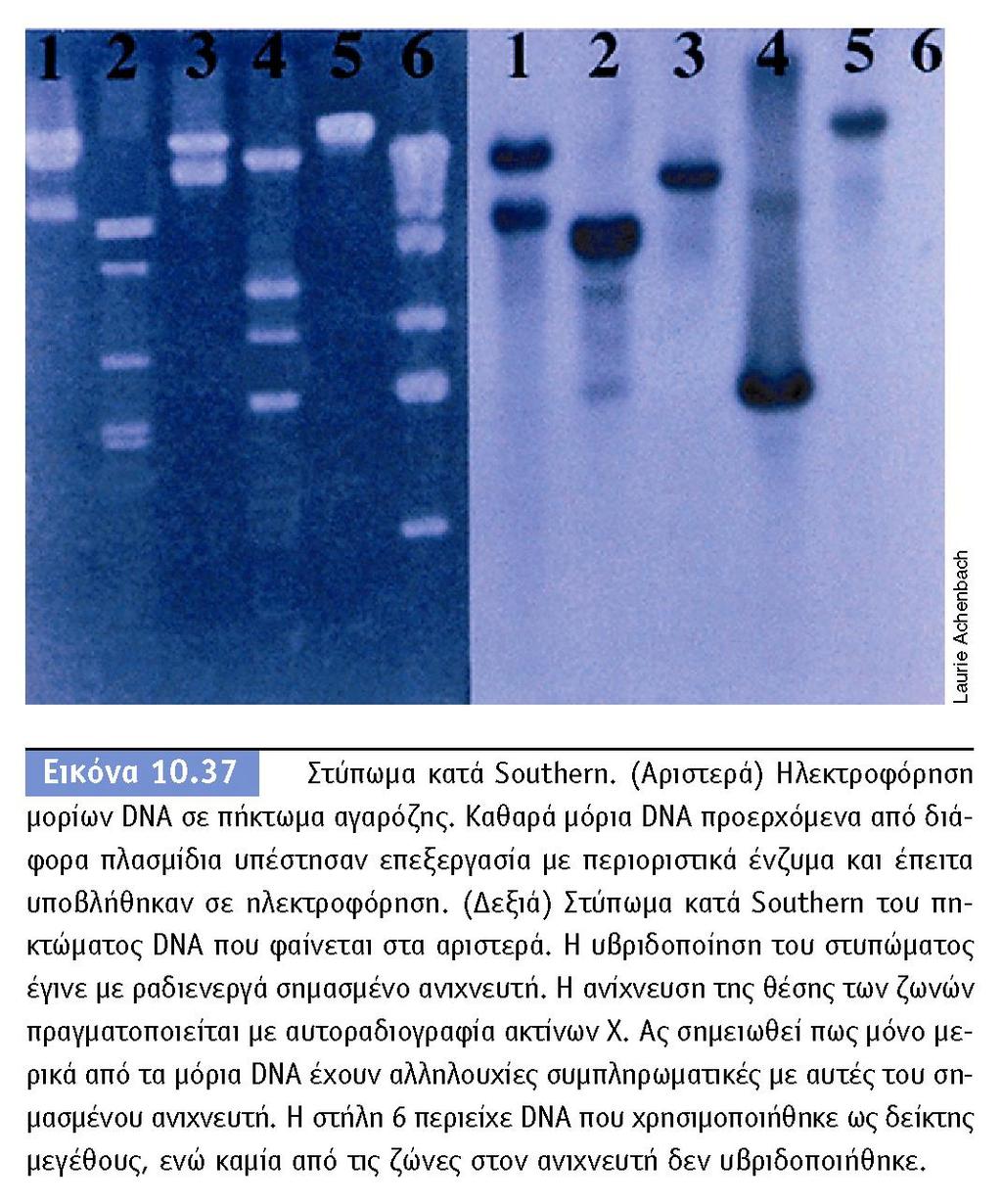 Το υπόβαθρο είναι μεμβάνη νιτροκυτταρίνης ή θετικά φορτισμένη Nylon μεμβράνη Κατά την διάρκεια της μεταφοράς το DNA αποδιατάσσεται και παραμένει σε αυτή την κατάσταση.