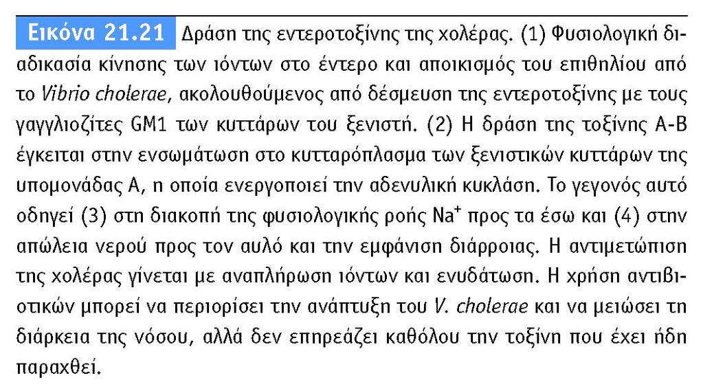 Ενδοτοξίνες Τα Gram-αρνητικά βακτήρια παράγουν λιποπολυσακχαρίτες ως μέρος της εξωτερικής επιφάνειας του κυτταρικού τους τοιχώματος που σε κάποιες περιπτώσεις δρουν ως τοξίνες και λέγονται