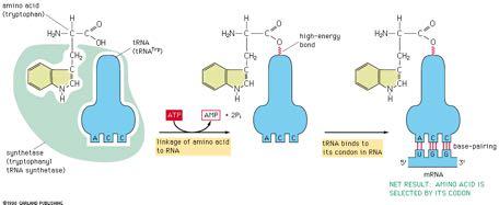 Η εκλεκτικότητα της μετάφρασης απαιτεί τη μεσολάβηση δύο μορίων προσαρμογής αμινοξύ (τρυπτοφάνη) δεσμός υψηλής ενέργειας συνθετάση (τρυπτοφάνυλο trna συνθετάση)