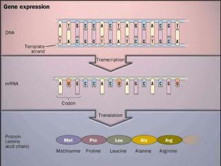 Το βασικό δόγμα της μοριακής βιολογίας Γονιδιακή έκφραση Mεταγραφή