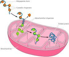 Συνοδοί πρωτεΐνες εμπλέκονται στη μεταφορά σε μεμβρανικά οργανίδια Το παράδειγμα του μιτοχονδρίου