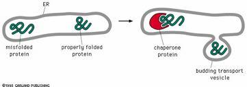 Συνοδοί πρωτεΐνες εμπλέκονται και στον ποιοτικό έλεγχο των πρωτεϊνών του ΕΔ EΔ Λάθος