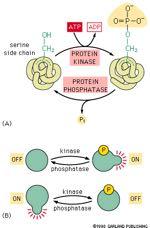 Η φωσφορυλίωση των πρωτεϊνών είναι μία από τις σημαντικότερες ομοιοπολικές τροποποιήσεις ØΗ φωσφορυλίωσητων πρωτεϊνών έχει ως αποτέλεσμα την μεταβολή των φυσικοχημικών τους ιδιοτήτων και κατα