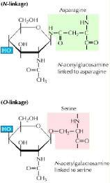 Σύνδεση υδατανθρακικών αλυσίδων στις γλυκοπρωτεΐνες Ν-Δεσμός Ασπαραγίνη