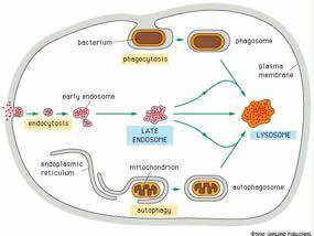 Πολλά οργανίδια και πρωτεΐνες αποδομούνται στα λυσοσωμάτια βακτήριο φαγόσωμα φαγοκυττάρωση Kυτταρική Mεμβράνη