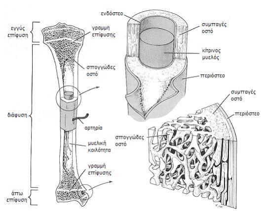 Στην περιοχή της επίφυσης κυριαρχεί το σπογγώδες οστό ενώ στην περιοχή της διάφυσης το συμπαγές.