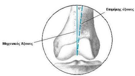 1.2.11 Οι άξονες του κάτω άκρου Οι άξονες του μηριαίου οστού και της κνήμης είναι δύο, ο μηχανικός και ο ανατομικός. Ο μηχανικός άξονας της κνήμης είναι παράλληλος με τον ανατομικό.