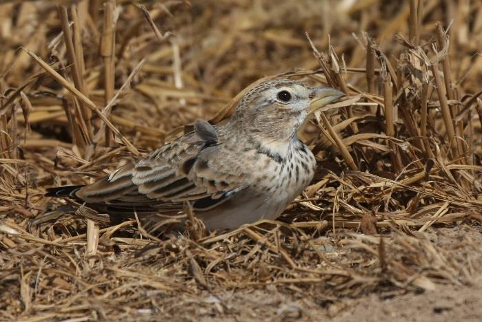 Εικόνα 4.1-2: Μαυροτράσηλος, Melanocorypha calandra Σ.