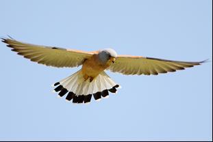 προς και από τους χώρους φωλεοποίησης του. Εικόνα 4.1-4: Μαυροφάλκονο (Falco vespertinus), D.