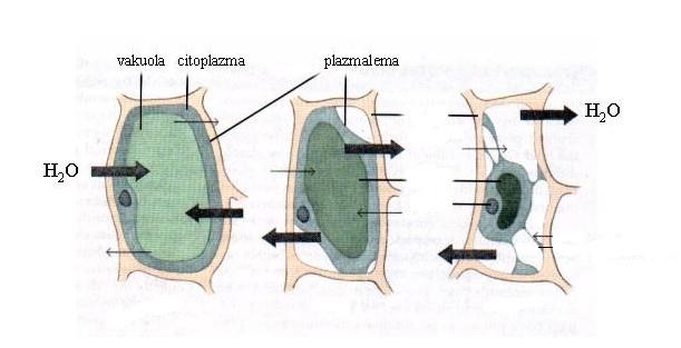 1. Cilji eksperimenta Namen vaje je bil spoznati in razumeti delovanje plazmamele, spoznati funkcijo osmoze ter ugotoviti prisotnost škroba