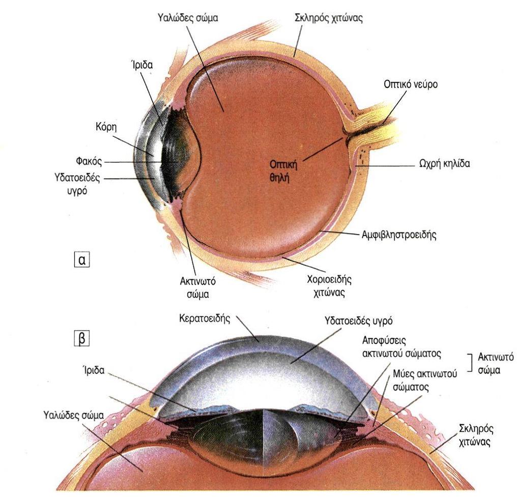 Εικόνα 1. α. Οφθαλμικός βολβός σε διατομή, β. Πρόσθιο τμήμα οφθαλμικού βολβού 2.
