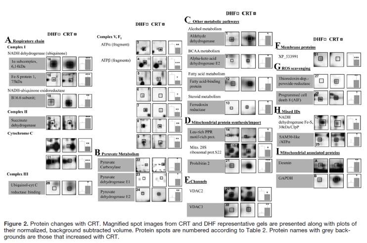 CRT improves Mitochondria