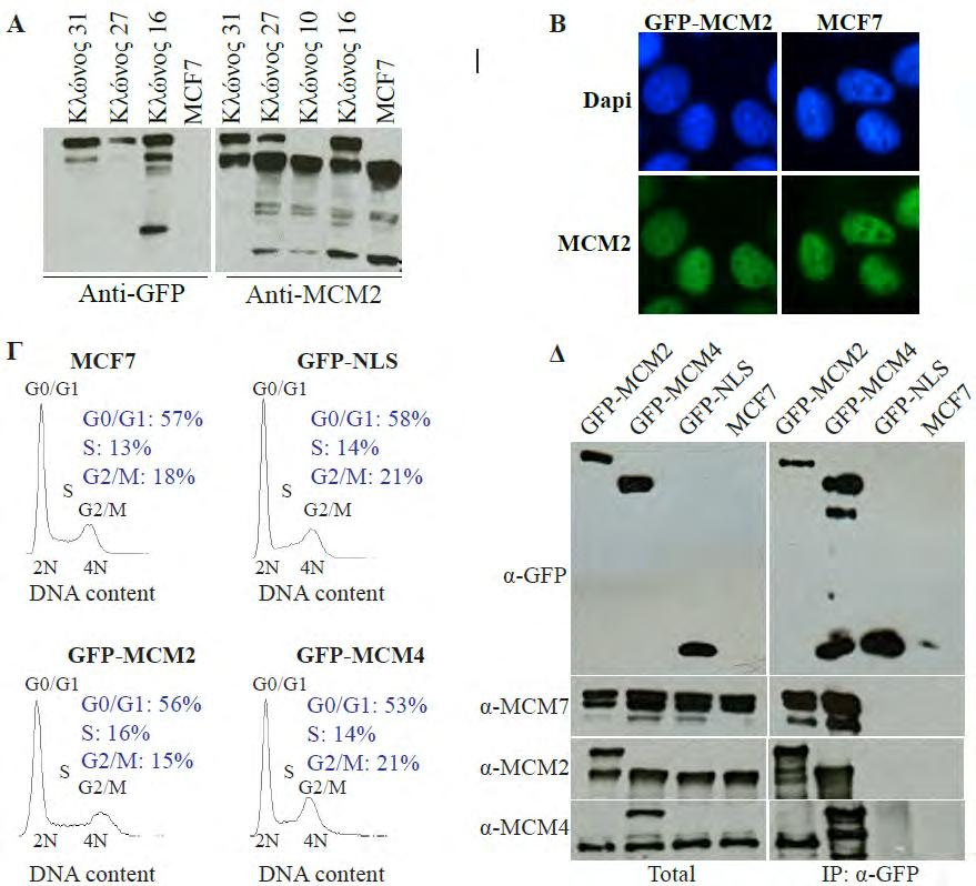 4. Αποτελέσματα Εικόνα 4.2.2: Χαρακτηρισμός MCF7 κυττάρων που εκφράζουν σταθερά τις υβριδικές πρωτεΐνες GFP-MCM2, GFP-MCM4 και GFP-NLS.