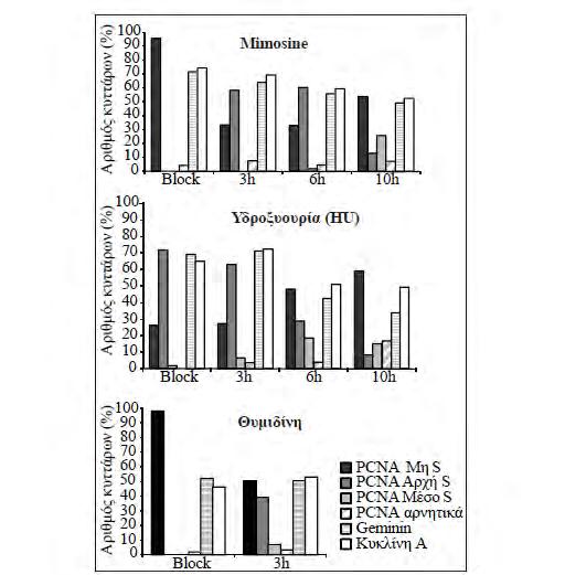 4. Αποτελέσματα καλλιεργηθεί με περίσσεια θυμιδίνης δύο φορές (διπλός αποκλεισμός θυμιδίνης) κατέδειξε παρόμοιο πρότυπο όσο αφορά τόσο τη χρώση για το PCNA όσο και το ποσοστό των κυττάρων που είναι