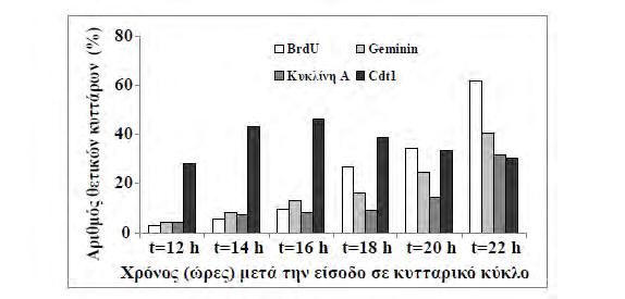 4. Αποτελέσματα 0.16). Σε αυτό το χρονικό σημείο, παρατηρείται σταδιακή αύξηση στα επίπεδα έκφρασης του παράγοντα Cdt1 (εικόνα 4.2.14), γεγονός που καταδεικνύει την πρόοδο των κυττάρων στη φάση G1.