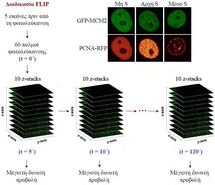 4. Αποτελέσματα μεγέθους (ακτίνας 3 μm) υποπυρηνική περιοχή κάθε κυττάρου, με αποτέλεσμα την φωτολεύκανση όλων των μορίων του κινητού κλάσματος μορίων της πρωτεΐνης GFP- MCM2.