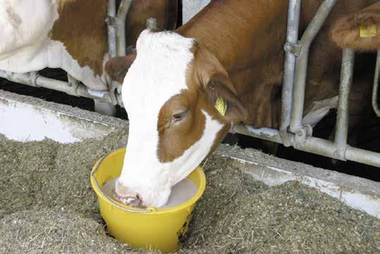 Nielen výživa ovplyvňuje produktivitu vašich zvierat Aktuálna situácia v chove dojníc je momentálne veľmi zložitá, nakoľko všetkých chovateľov postihlo kruté obdobie nízkych výkupných cien mlieka.