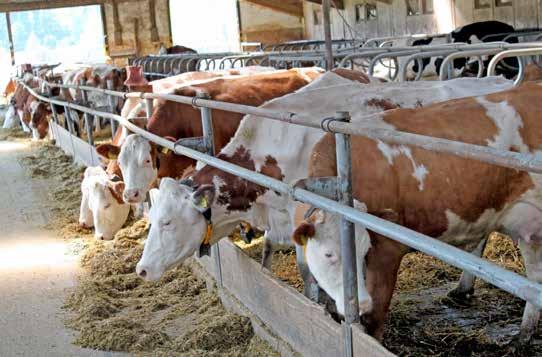 Ekonomická perspektíva výroby mlieka v roku 2014 v analyzovaných chovoch SR Rentabilná živočíšna výroba je cieľom každého prvovýrobcu.