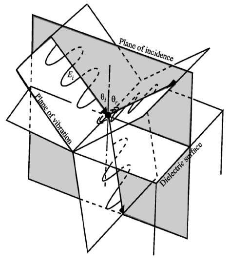 C13. Polaizaea luminii 1.