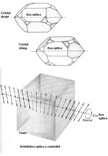 C13. Polaizaea