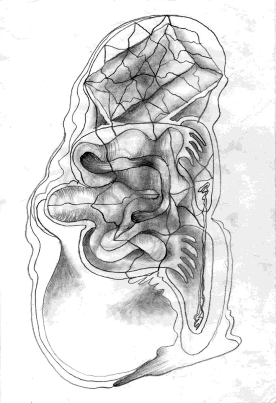 Neurological drawing