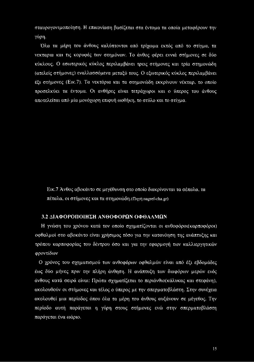 Ο εξωτερικός κύκλος περιλαμβάνει έξι στήμονες (Εικ.7). Τα νεκτάρια και τα στημονώδη εκκρίνουν νέκταρ, το οποίο προσελκύει τα έντομα.