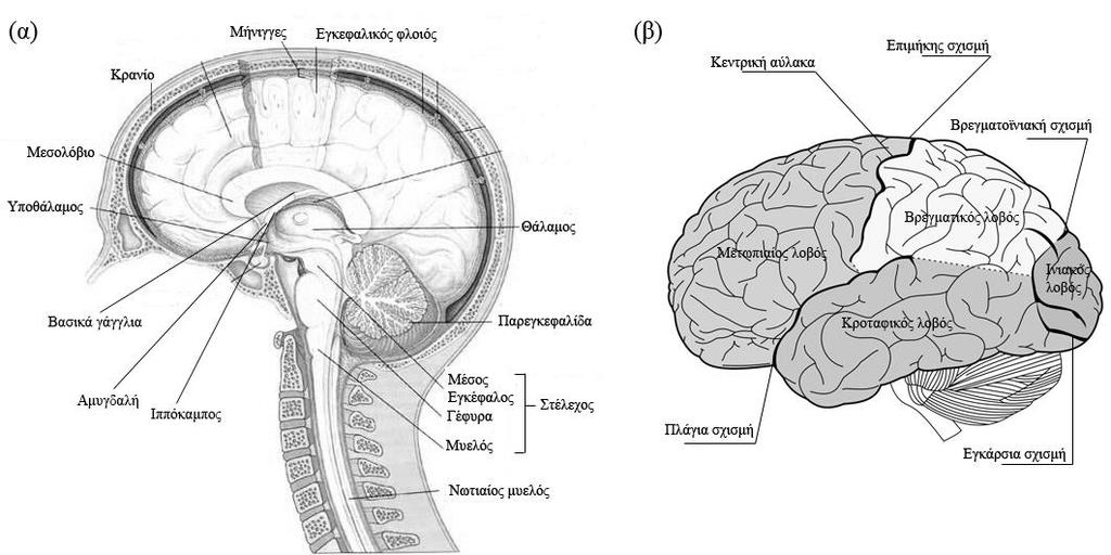 2 Εγκέφαλος και ηλεκτροεγκεφαλογραφία 2.1 Ανατομία του ανθρώπινου εγκεφάλου Ο ανθρώπινος εγκέφαλος αποτελεί μαζί με το νωτιαίο μυελό το κεντρικό νευρικό σύστημα (ΚΝΣ) του ανθρώπινου σώματος [5].