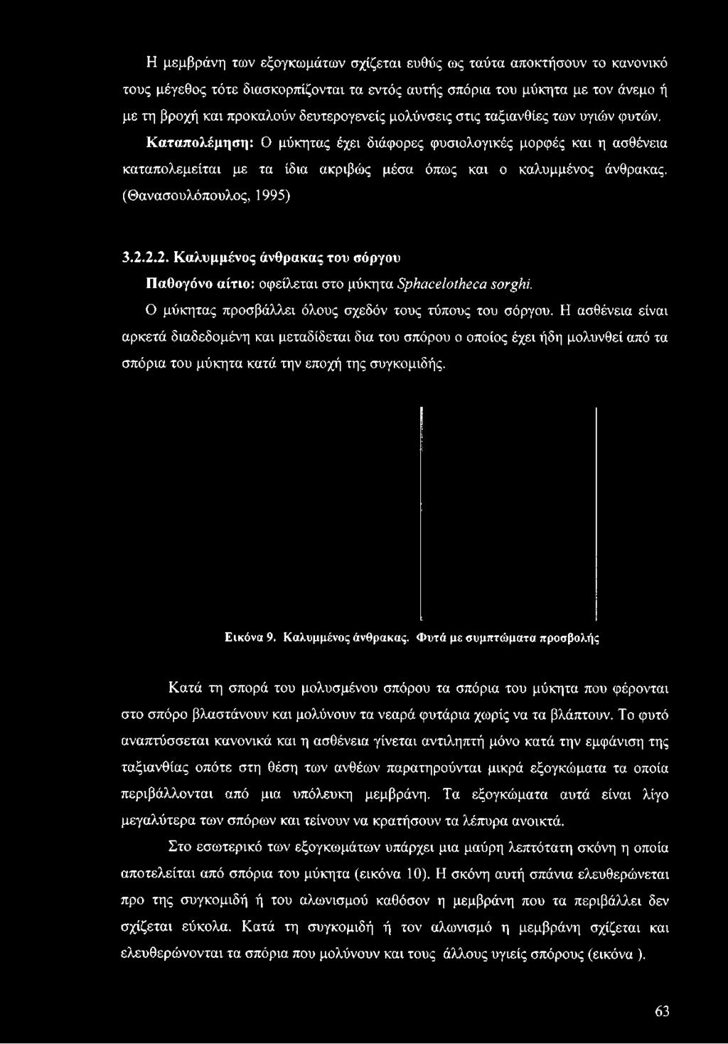 (Θανασουλόπουλος, 1995) 3.2.2.2. Καλυμμένος άνθρακας του σόργου Παθογόνο αίτιο: οφείλεται στο μύκητα ΞρΗαοβΙοίΗβοα sorghi. Ο μύκητας προσβάλλει όλους σχεδόν τους τύπους του σόργου.