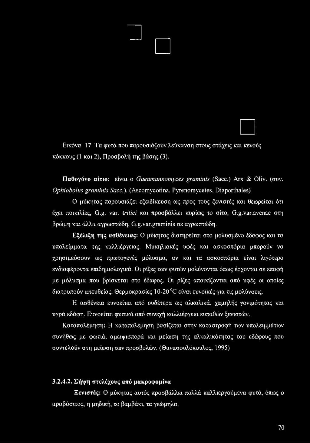 tritici και προσβάλλει κυρίως το σίτο, G.g.var.avenae στη βρώμη και άλλα αγρωστώδη, G.g.var.graminis σε αγρωστώδη.