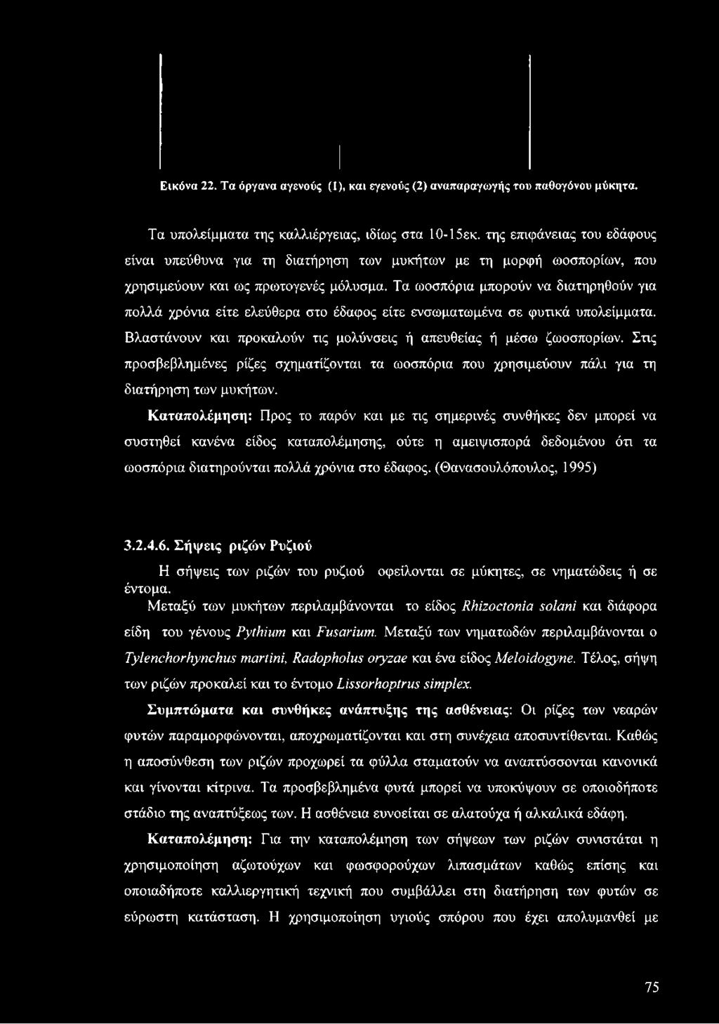 Τα ωοσπόρια μπορούν να διατηρηθούν για πολλά χρόνια είτε ελεύθερα στο έδαφος είτε ενσωματωμένα σε φυτικά υπολείμματα. Βλαστάνουν και προκαλούν τις μολύνσεις ή απευθείας ή μέσω ζωοσπορίων.