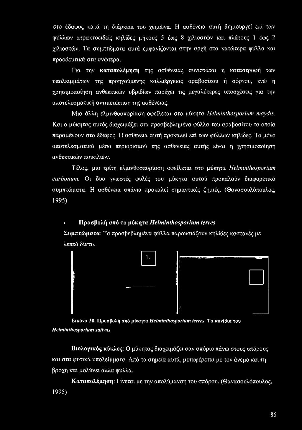 Μια άλλη ελμινθοσπορίαση οφείλεται στο μύκητα ΗβΙηιίηίΗοςροήηηϊ ηιαγώϊ.