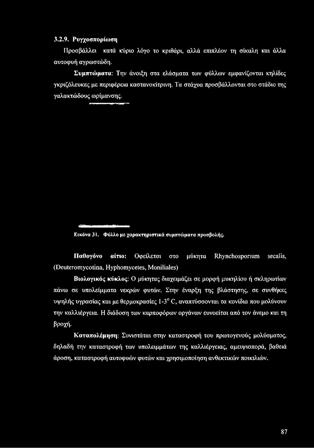 Τα στάχυα προσβάλλονται στο στάδιο της γαλακτώδους ωρίμανσης. Ε ικ ό ν α 31. Φ ύ λ λ ο μ ε χ α ρ α κ τ η ρ ισ τ ικ ά σ υ μ π τ ώ μ α τ α π ρ ο σ β ο λ ή ς.