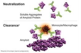 serum amyloid P component eliminate visceral