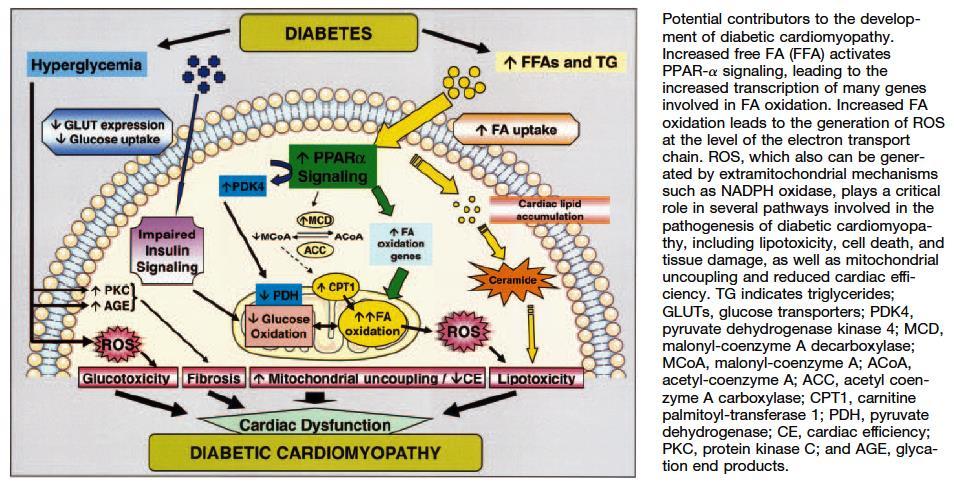 Pathogenesis of Diabetic Cardiomyopathy: Molecular mechanisms * *PPAR-a = peroxisome proliferator activated