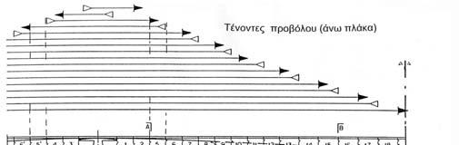 2.5 Διάταξη προέντασης Η διαμήκης προένταση αποτελείται βασικά από τρεις ομάδες τενόντων (βλέπε Σχήμα 7): Τένοντες προβόλου (άνω πλάκα). Τένοντες ανοίγματος (κάτω πλάκα). Τένοντες συνεχείας (κορμοί).