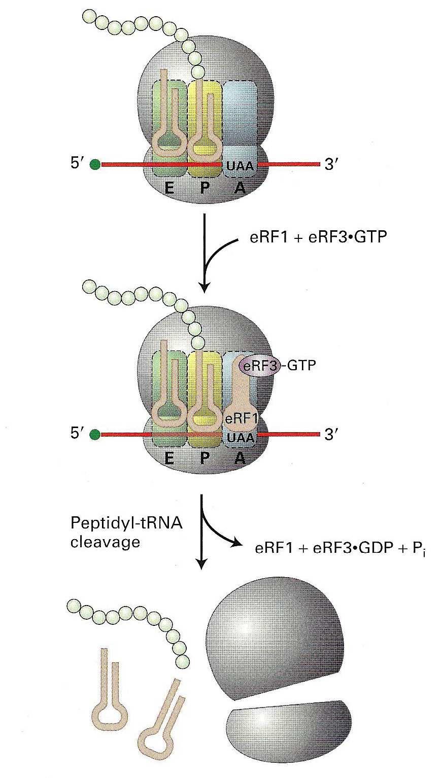 27 δεύτερο αµινοξύ προσαρτάται στην θέση Α του ριβοσώµατος. Στο στάδιο 2, γίνεται µια αλλάγή στην διαµόρφωση του ριβοσώµατος, µέσω της υδρόλυσης του GTP στο ef1α*gtp σύµπλεγµα.