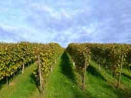 ! οι ευρωπαϊκοί αµπελώνες αποτελούν το 45% της παγκόσµιας έκτασης αµπέλων οίνου και κατά µέσο όρο σχεδόν το 60% της παγκόσµιας παραγωγής οίνου (Μ.Ο. περιόδου 2000-04, 17 εκατοµµύρια λίτρα).
