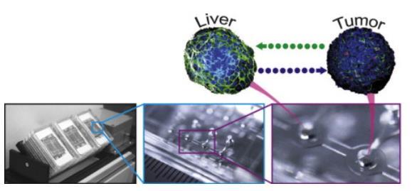 Kelm JM, Hierlemann A, Frey O: 3D spherical microtissues and microfluidic technology for multi-tissue