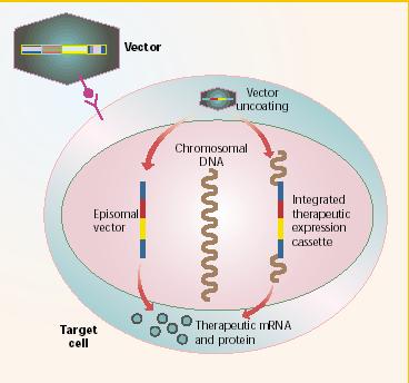 The tools : vectors Γενετική τροποποίηση ιών ώστε να εισέρχονται σε κύτταρα-στόχους χωρίς να προκαλούν νόσο Ενσωμάτωση του γενετικού τους υλικού μαζί με το νέο γονίδιο στο γονιδίωμα του