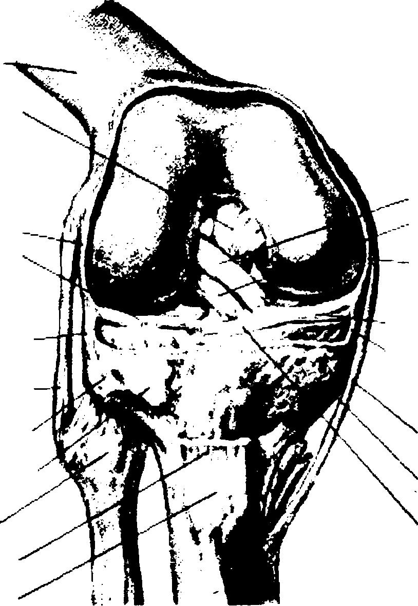 38 Body (shad) of femur Posterior cruciate ligament Middle third of lateral capsular ligament (m eniscofem oral part) Lateral meniscus Middle third of lateral capsular ligament (meniscotibial part)