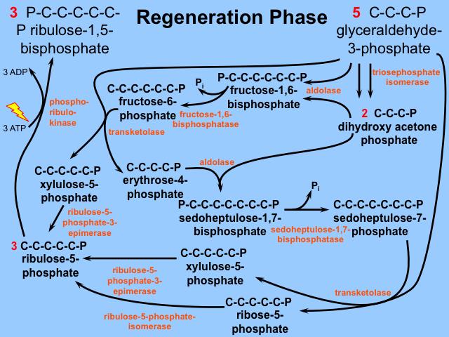 Αναγέννηση της RuBP γίνεται με τρεις διαφορετικούς συνδυασμούς