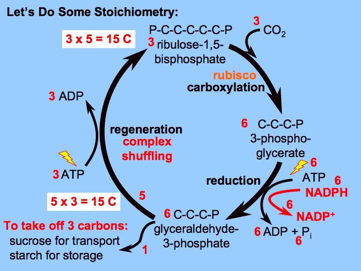 Στοιχειομετρία του κύκλου Calvin 3CO 2