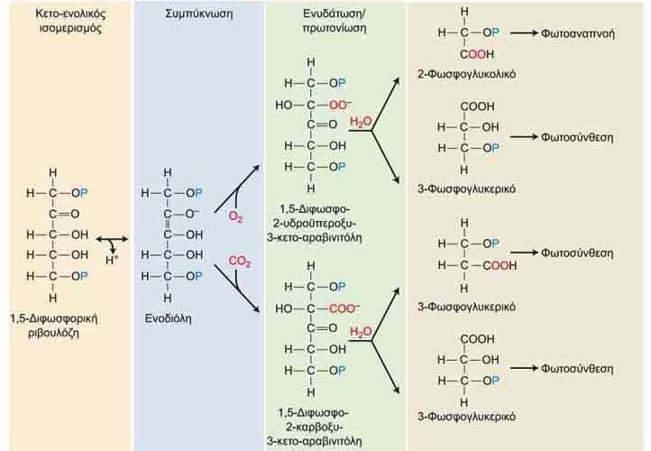 H RuBisCO μπορεί να χρησιμοποιήσει Ο 2 αντί για CO 2 ως υπόστρωμα.